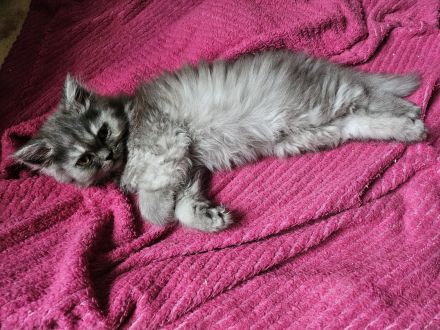 BLH kitten Abgabebereit