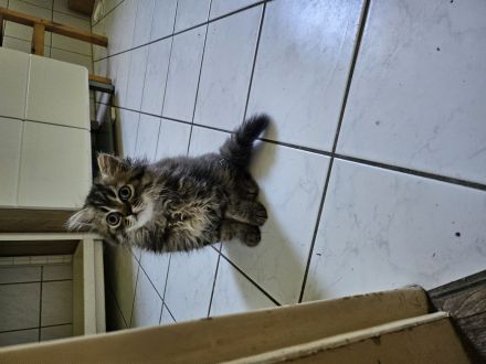 BLH kitten Abgabebereit