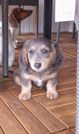 Verkaufe 2 wunderschöne gesunde  Amerikanische Zwergdackel