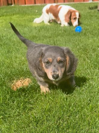 Verkaufe 2 wunderschöne gesunde  Amerikanische Zwergdackel