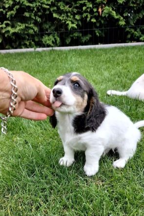 Verkaufe 2 wunderschöne gesunde  Amerikanische Zwergdackel