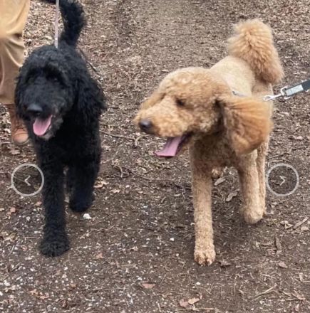 Golden Doodle Welpe Creme Rüde