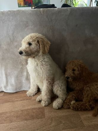 Golden Doodle Welpe Creme Rüde