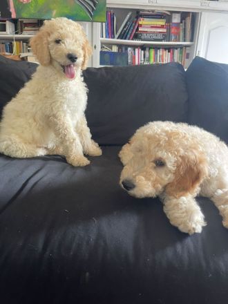 Golden Doodle Welpe Creme Rüde