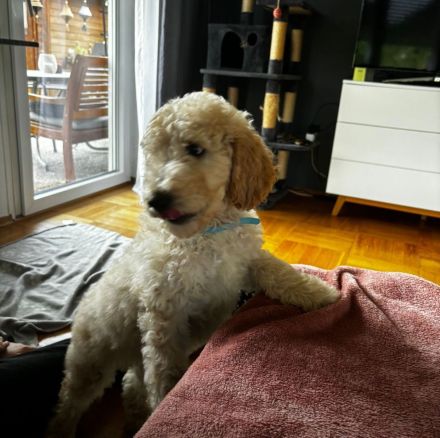 Golden Doodle Welpe Creme Rüde