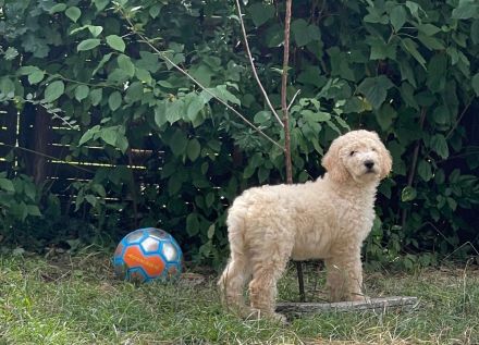 Golden Doodle Welpe Creme Rüde