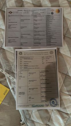 Nur Abholung möglich