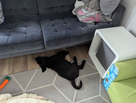 Reinrassiges Labrador Weibchen, Hündin, Schwarz, sucht liebevolle Familie