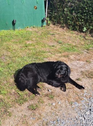 Labrador-Appenzeller Welpen