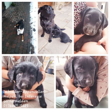 Labrador-Appenzeller Welpen