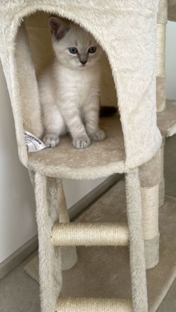 BKH sucht liebevolle Familie