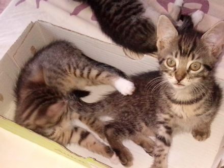 Zwei Kartäuser-Mix Kitten abzugeben!