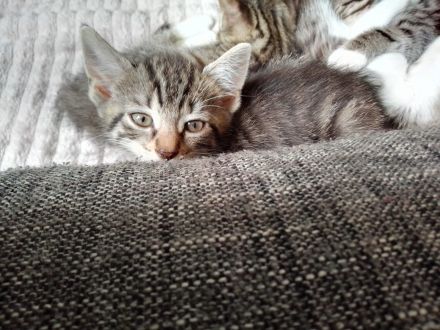 Zwei Kartäuser-Mix Kitten abzugeben!