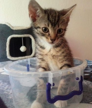 Zwei Kartäuser-Mix Kitten abzugeben!