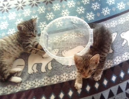 Zwei Kartäuser-Mix Kitten abzugeben!