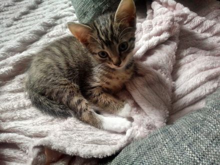 Zwei Kartäuser-Mix Kitten abzugeben!