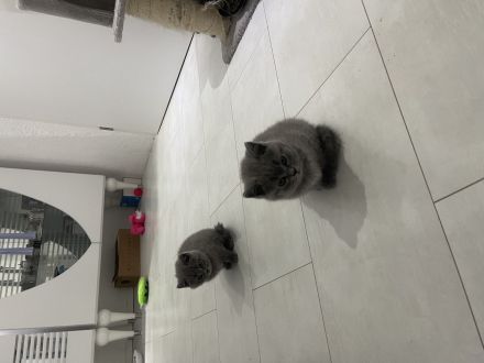 BKH Kitten Farbe Blue mit Zubehör