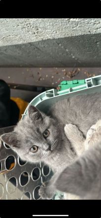 BKH Kitten Farbe Blue mit Zubehör