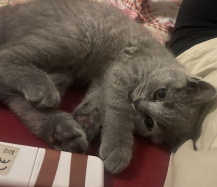 BKH Kitten Farbe Blue mit Zubehör