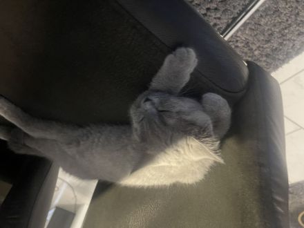 BKH Kitten Farbe Blue mit Zubehör