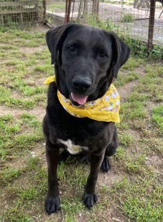 Blacky - verlassenes Hundeherz sucht Liebe