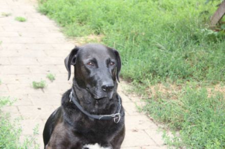 Blacky - verlassenes Hundeherz sucht Liebe