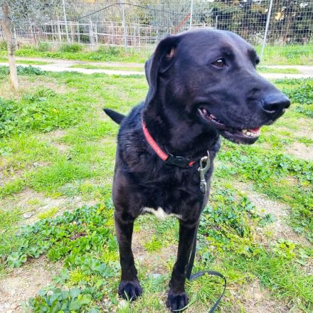 Blacky - verlassenes Hundeherz sucht Liebe