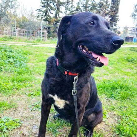 Blacky - verlassenes Hundeherz sucht Liebe