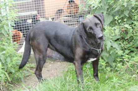 Blacky - verlassenes Hundeherz sucht Liebe