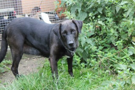 Blacky - verlassenes Hundeherz sucht Liebe