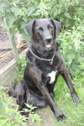 Blacky - verlassenes Hundeherz sucht Liebe