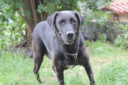 Blacky - verlassenes Hundeherz sucht Liebe
