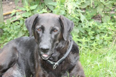 Blacky - verlassenes Hundeherz sucht Liebe