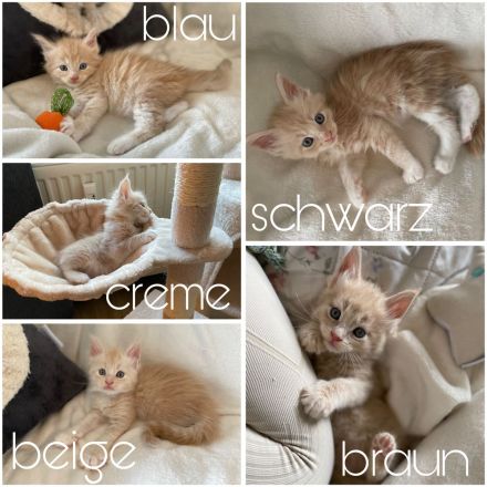 Reinrassige Maine Coon Kitten