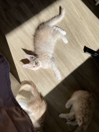 Reinrassige Maine Coon Kitten