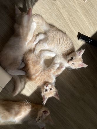 Reinrassige Maine Coon Kitten