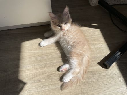 Reinrassige Maine Coon Kitten