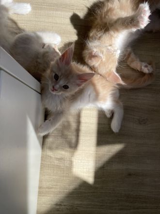 Reinrassige Maine Coon Kitten