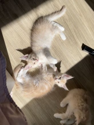 Reinrassige Maine Coon Kitten