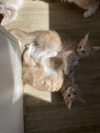 Reinrassige Maine Coon Kitten