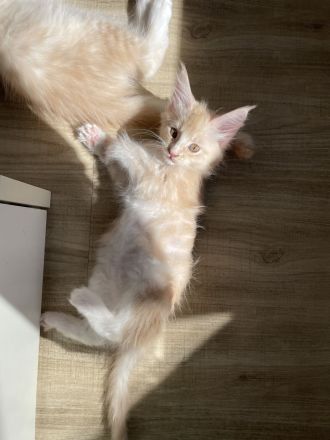 Reinrassige Maine Coon Kitten