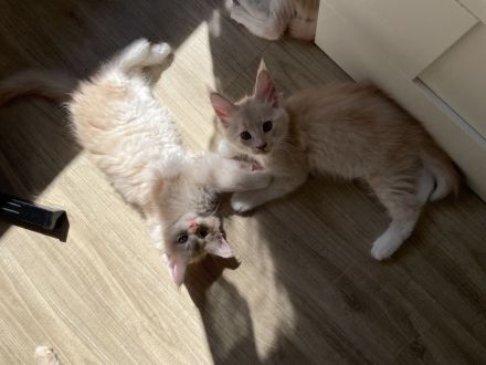 Reinrassige Maine Coon Kitten