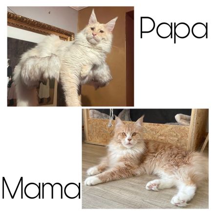 Reinrassige Maine Coon Kitten