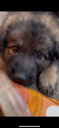 Altdeutsche Schäferhund Welpen