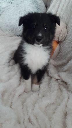 vom Segeberger Forst