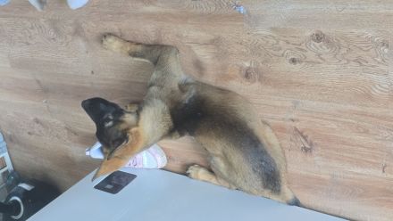 Deutscher schäferhund