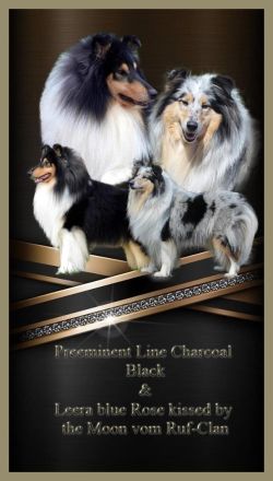 Colliewelpen Langhaar aus liebevoller Aufzucht seit 2009