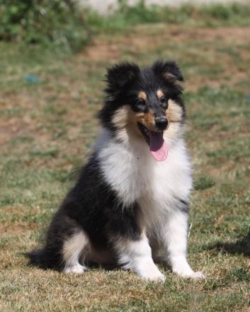 Colliewelpen Langhaar aus liebevoller Aufzucht seit 2009