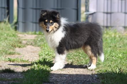 Colliewelpen Langhaar aus liebevoller Aufzucht seit 2009