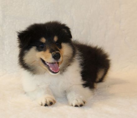 Colliewelpen Langhaar aus liebevoller Aufzucht seit 2009